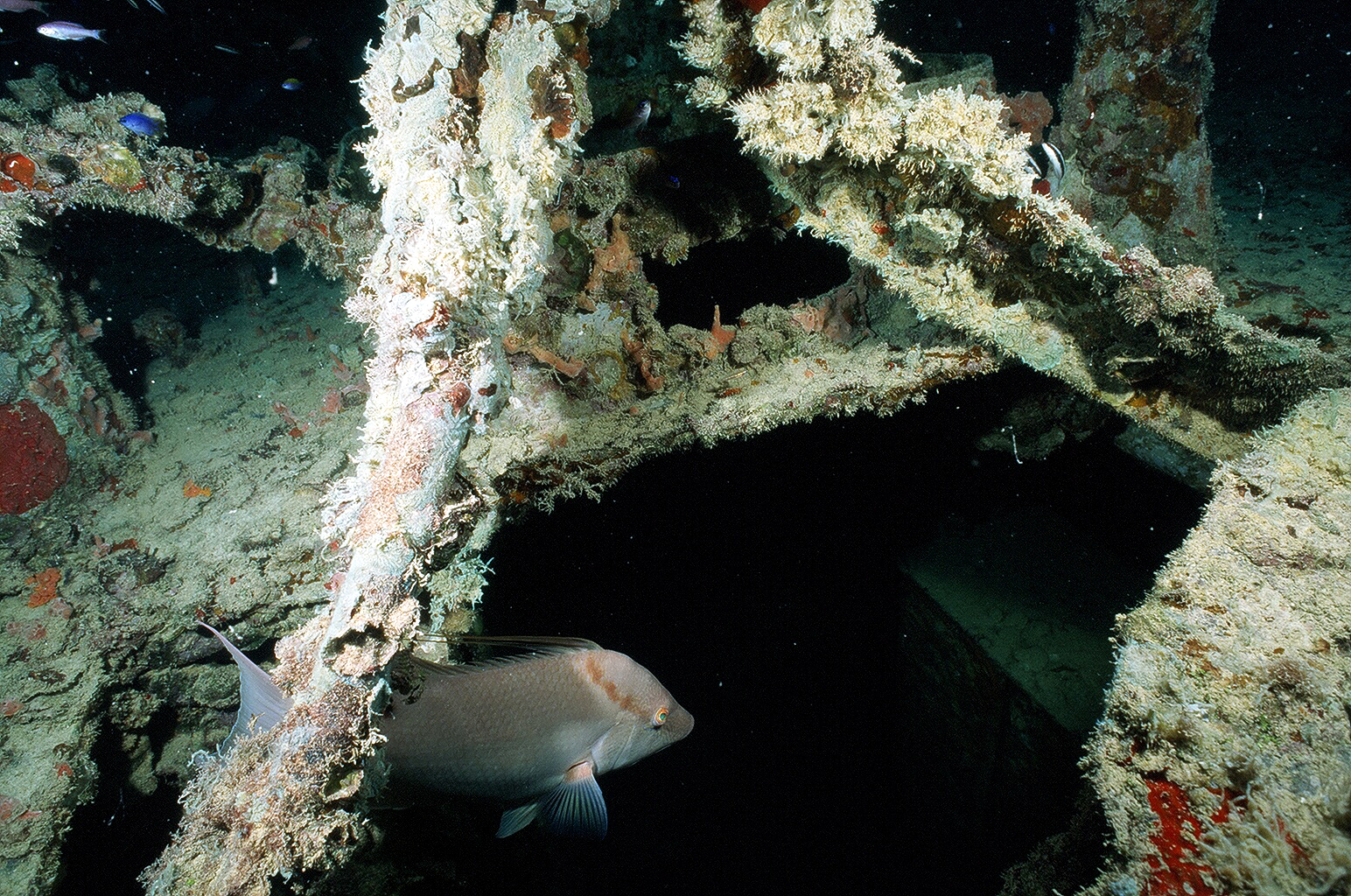 Hogfish Hiding