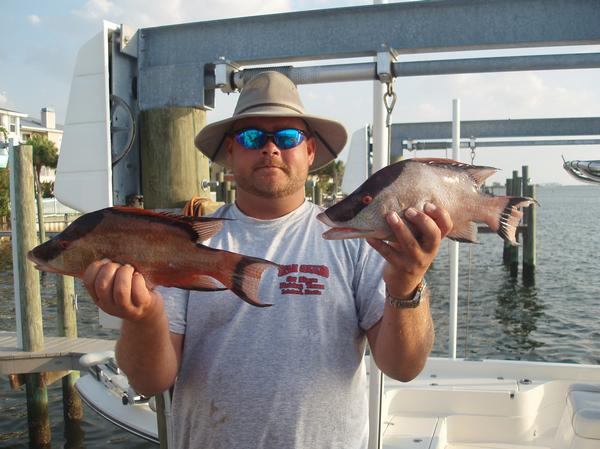 hogfish