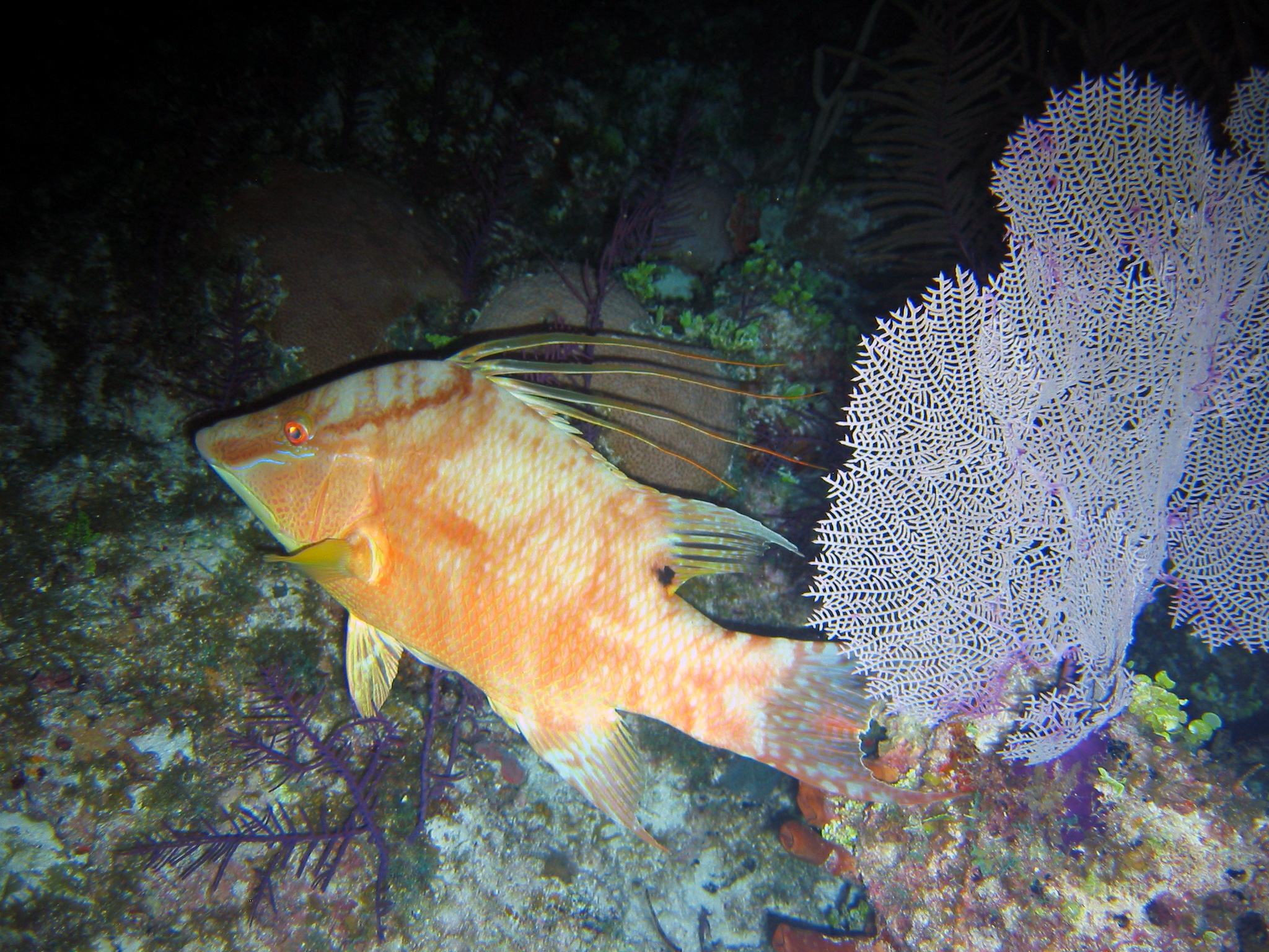 Hogfish