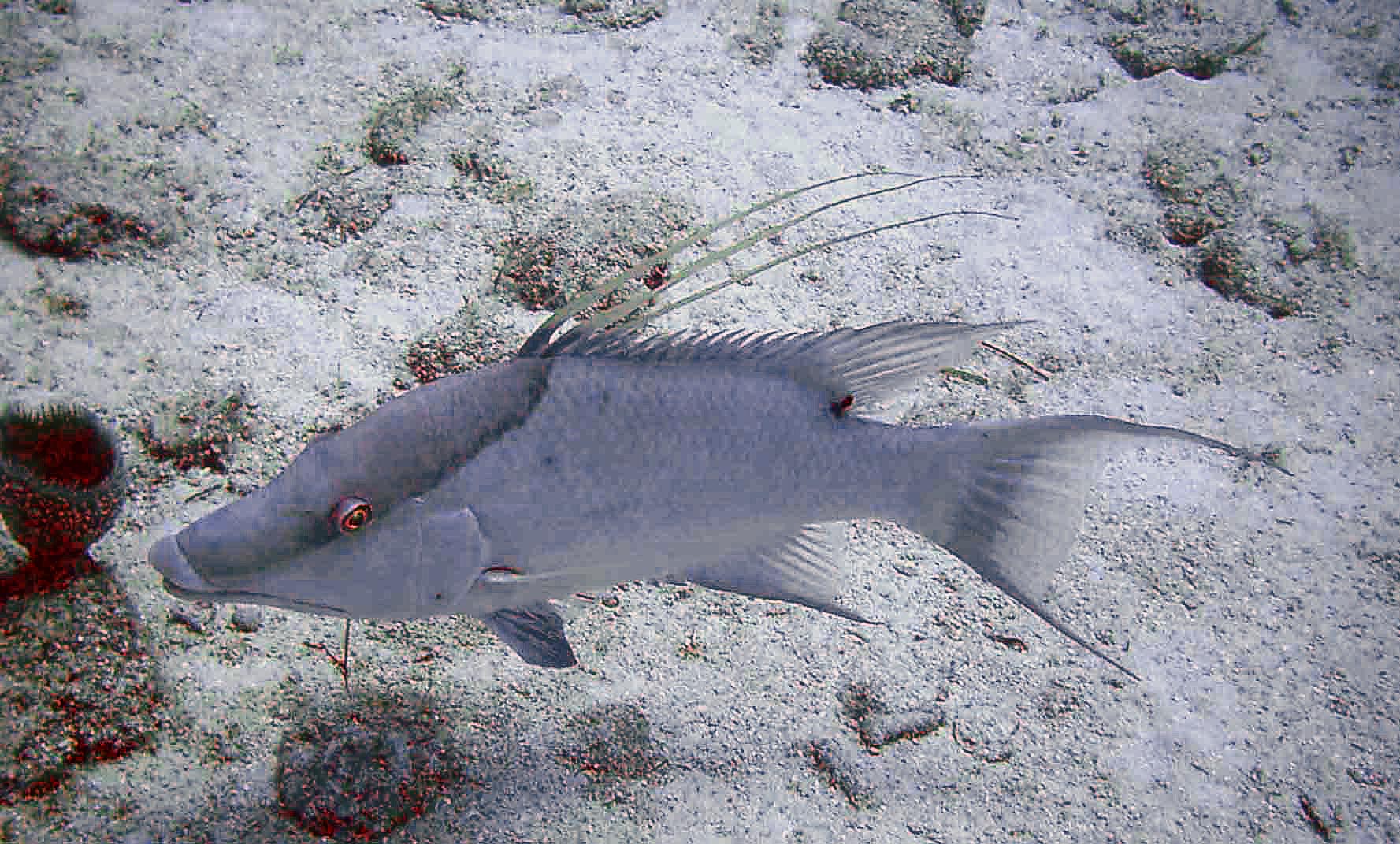 HogFish