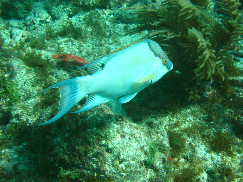 Hogfish