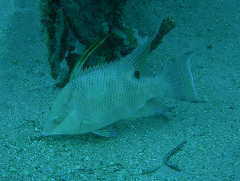 Hogfish