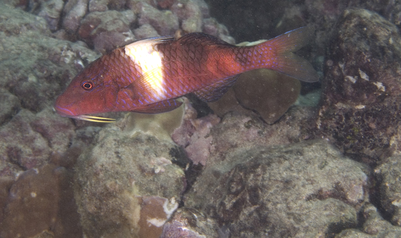 hogfish