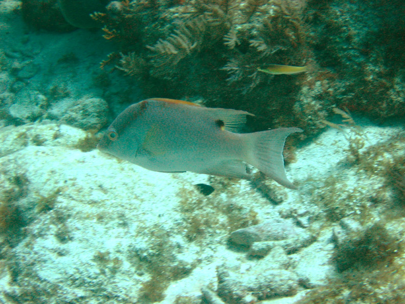 Hogfish1