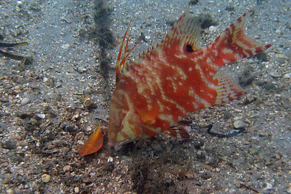 hogfish6