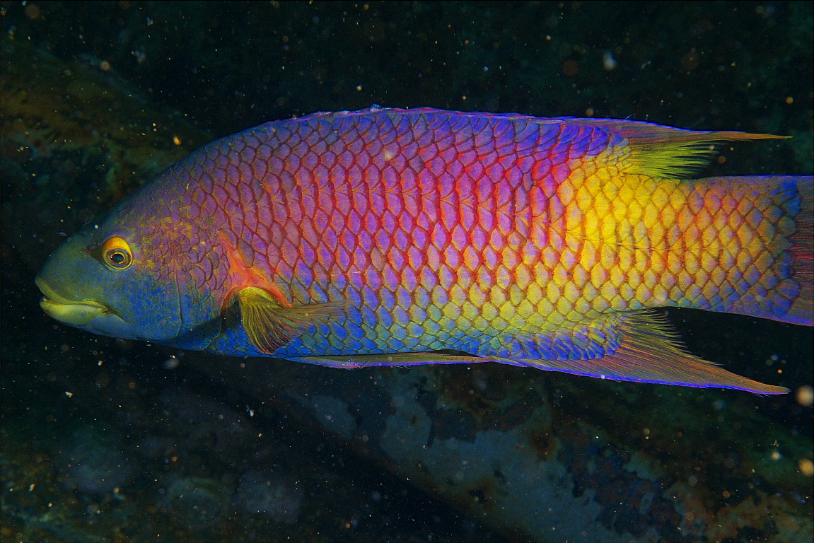 hogfish_201107_03