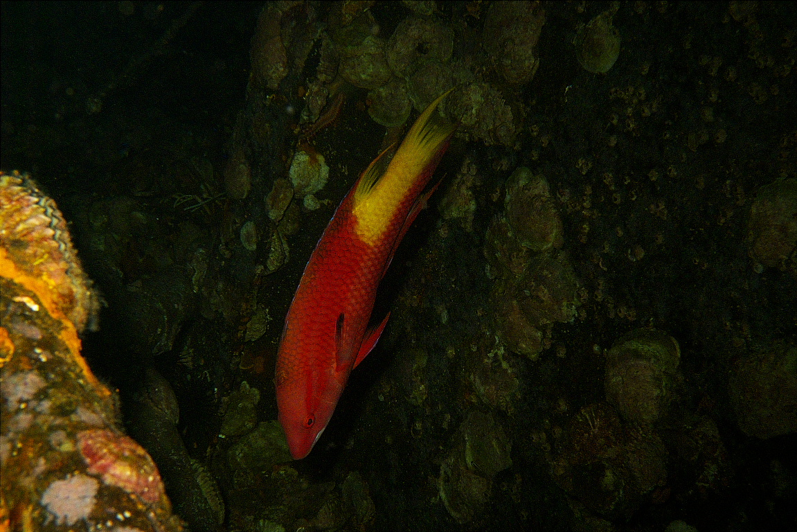 hogfish_2011_07_01