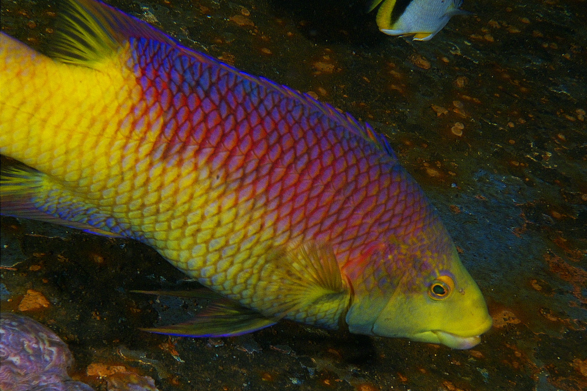 hogfish_2011_07_02