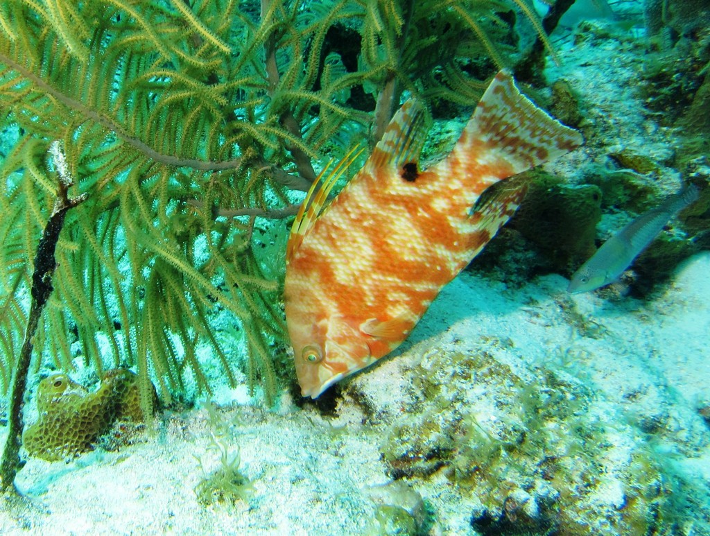 Hogfish_crop