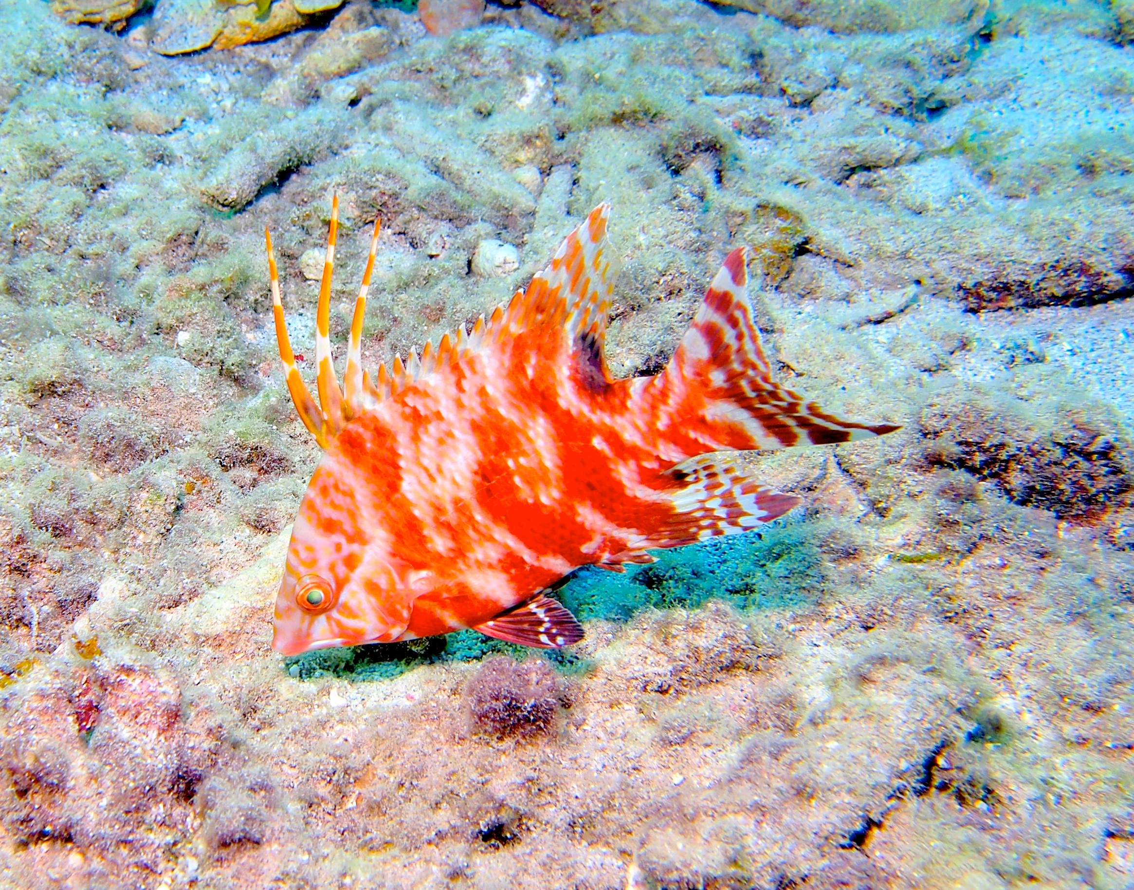 Hogfish_Juvenile