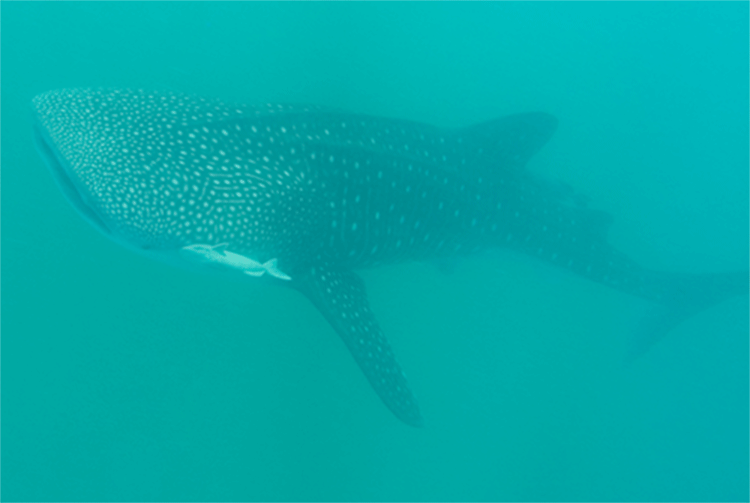 Holbox Whale Sharks