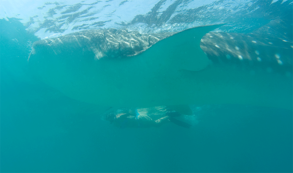 Holbox Whale Sharks