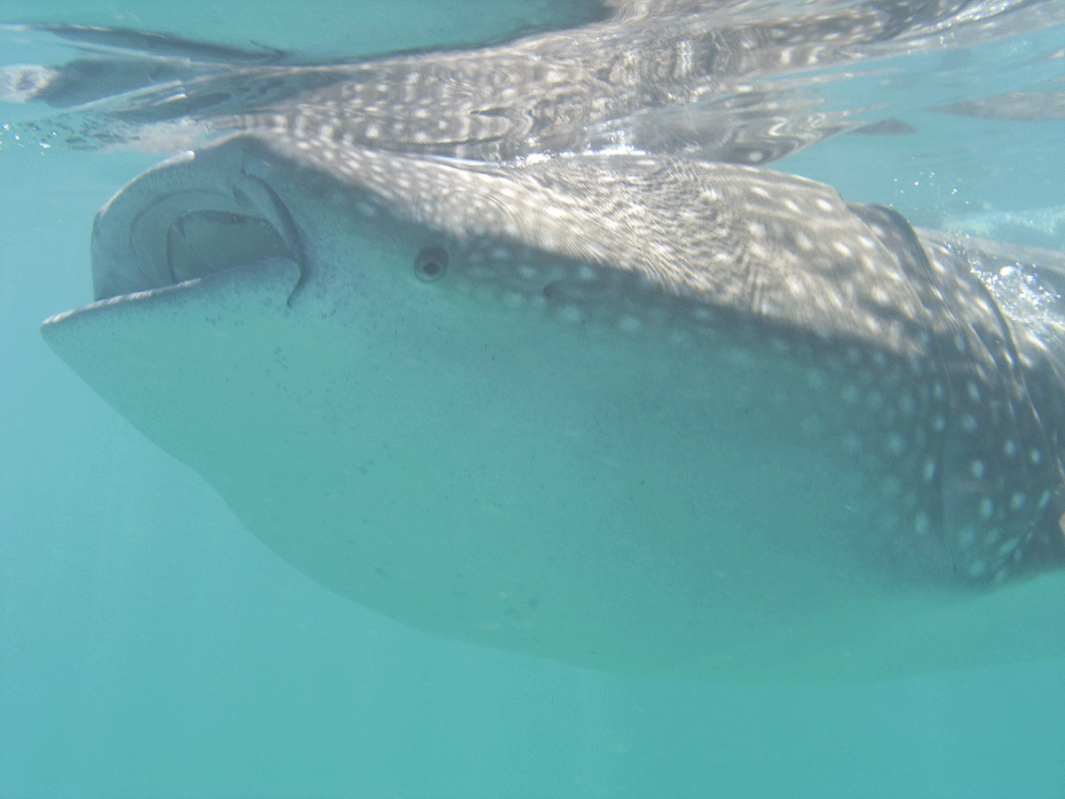 Holbox Whale Sharks