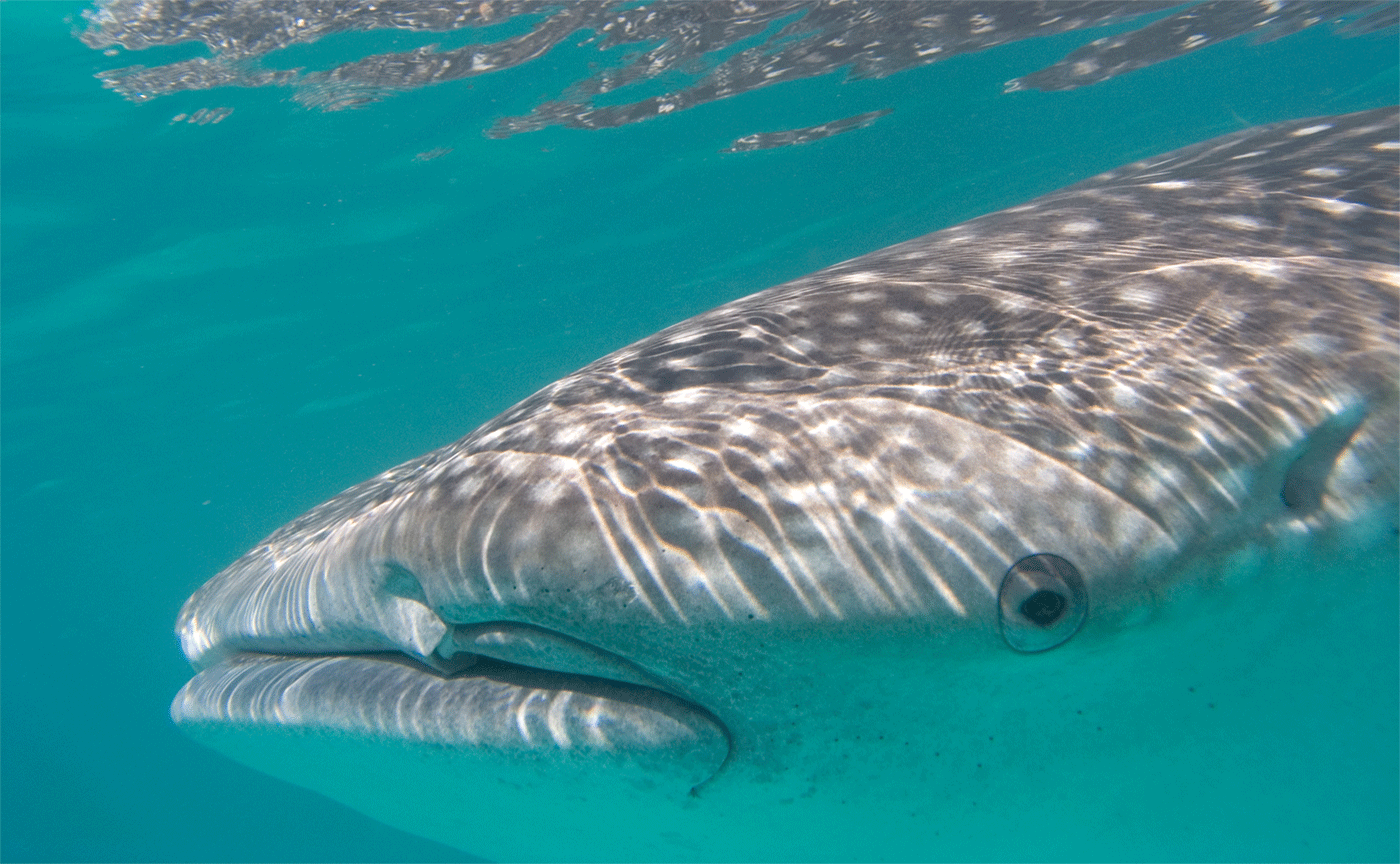 Holbox Whale Sharks