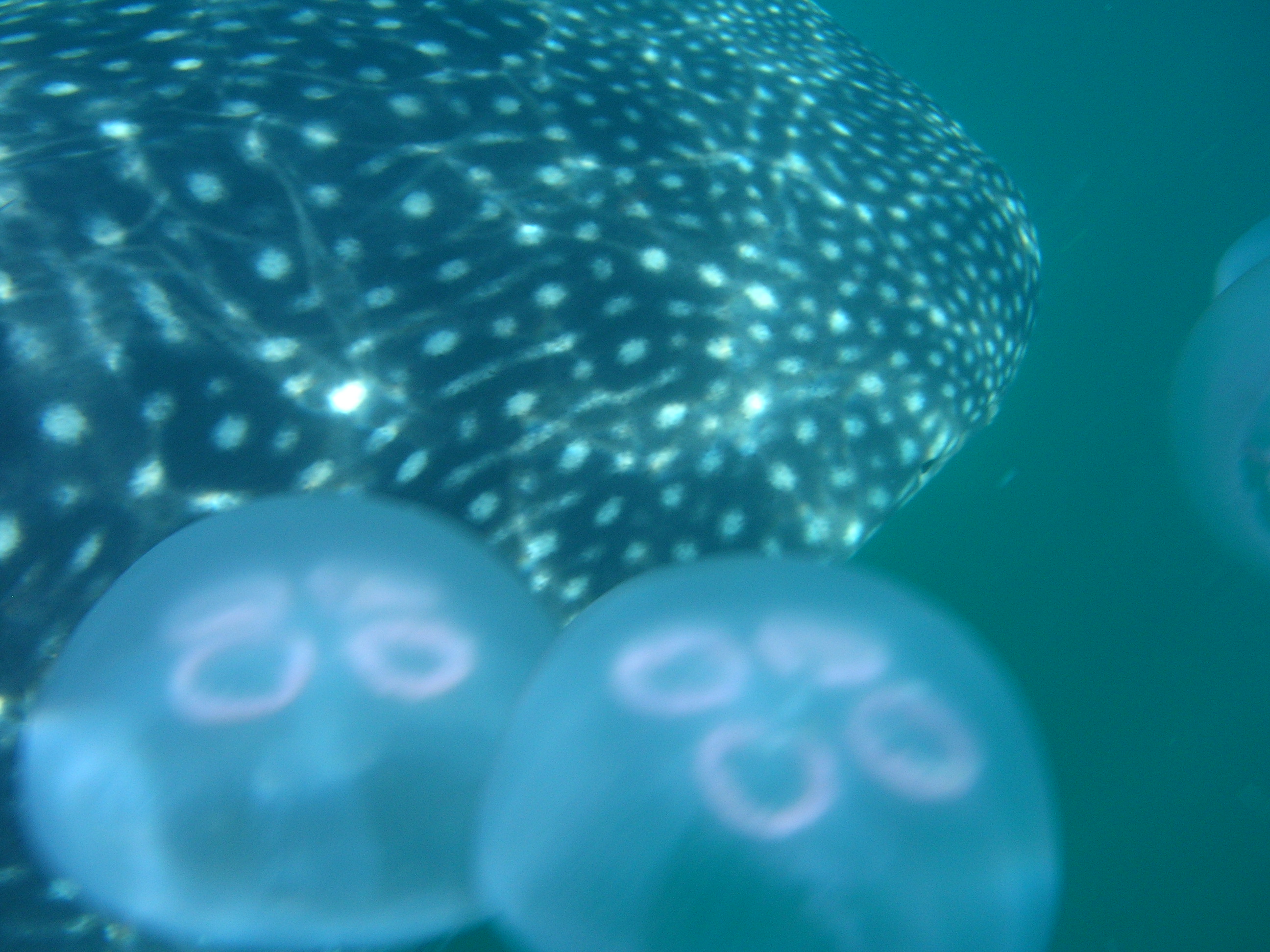 Holbox_Whale_Shark