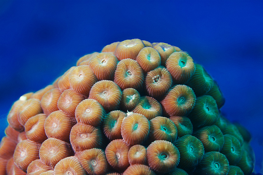 Hollywood Coral