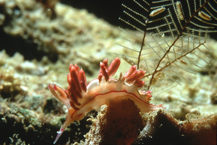 Honduras Nudibranch