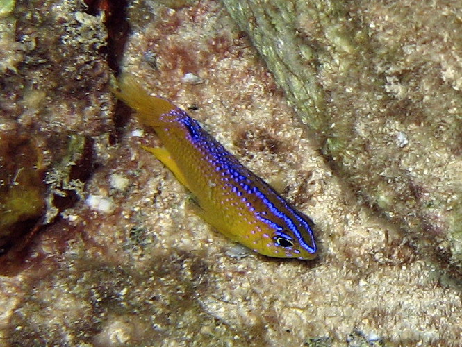 Honey Damselfish