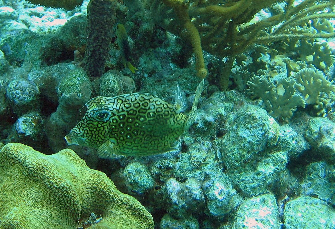 Honeycomb Cowfish in Bonaire