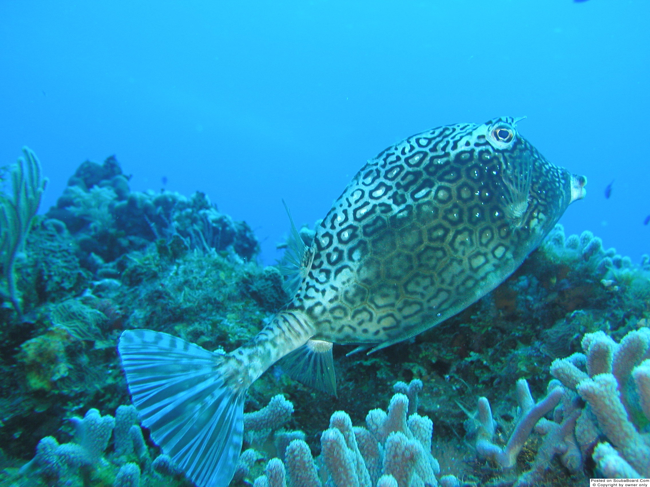 Honeycomb Cowfish