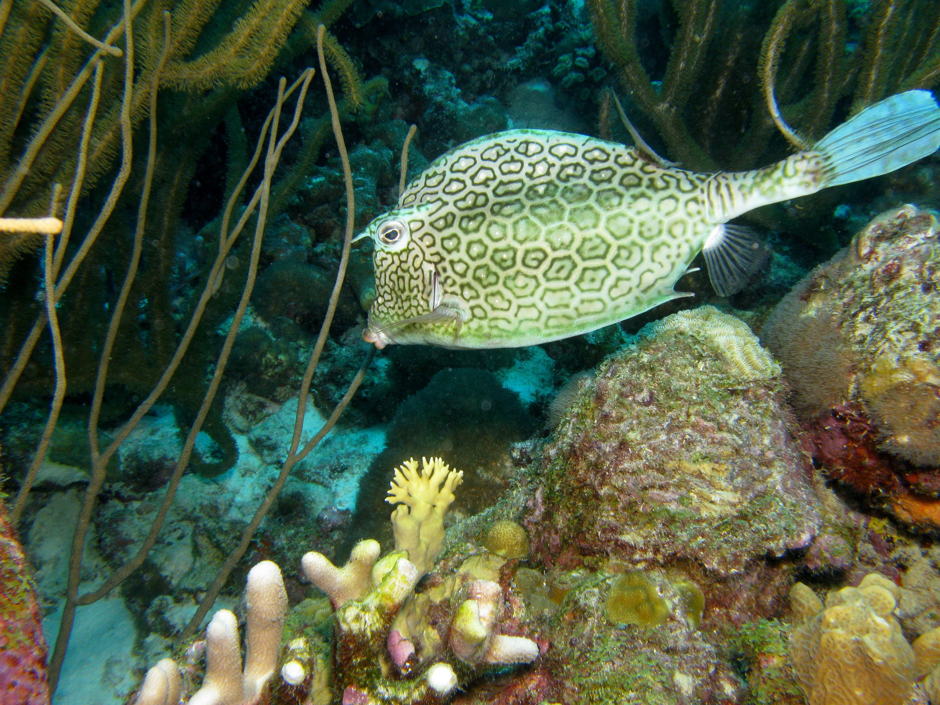 Honeycomb Cowfish