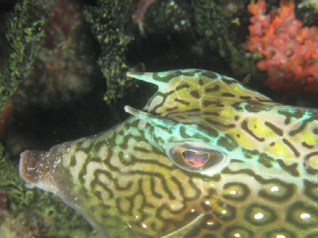 Honeycomb Cowfish