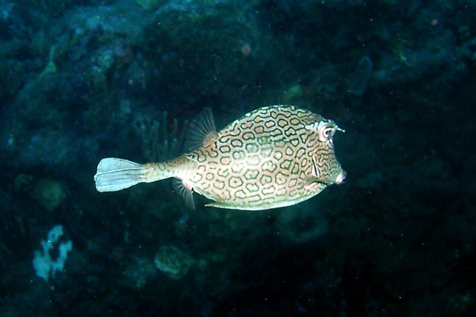 Honeycomb Cowfish