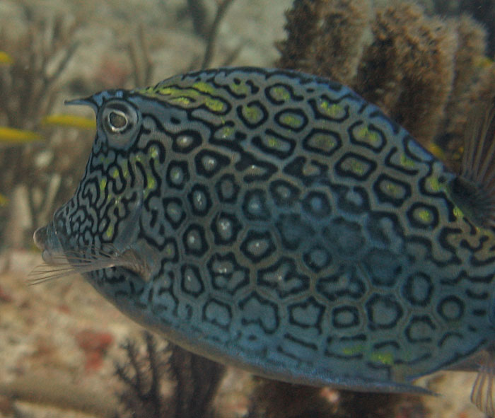 Honeycomb cowfish