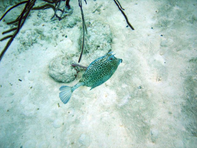 Honeycomb Cowfish