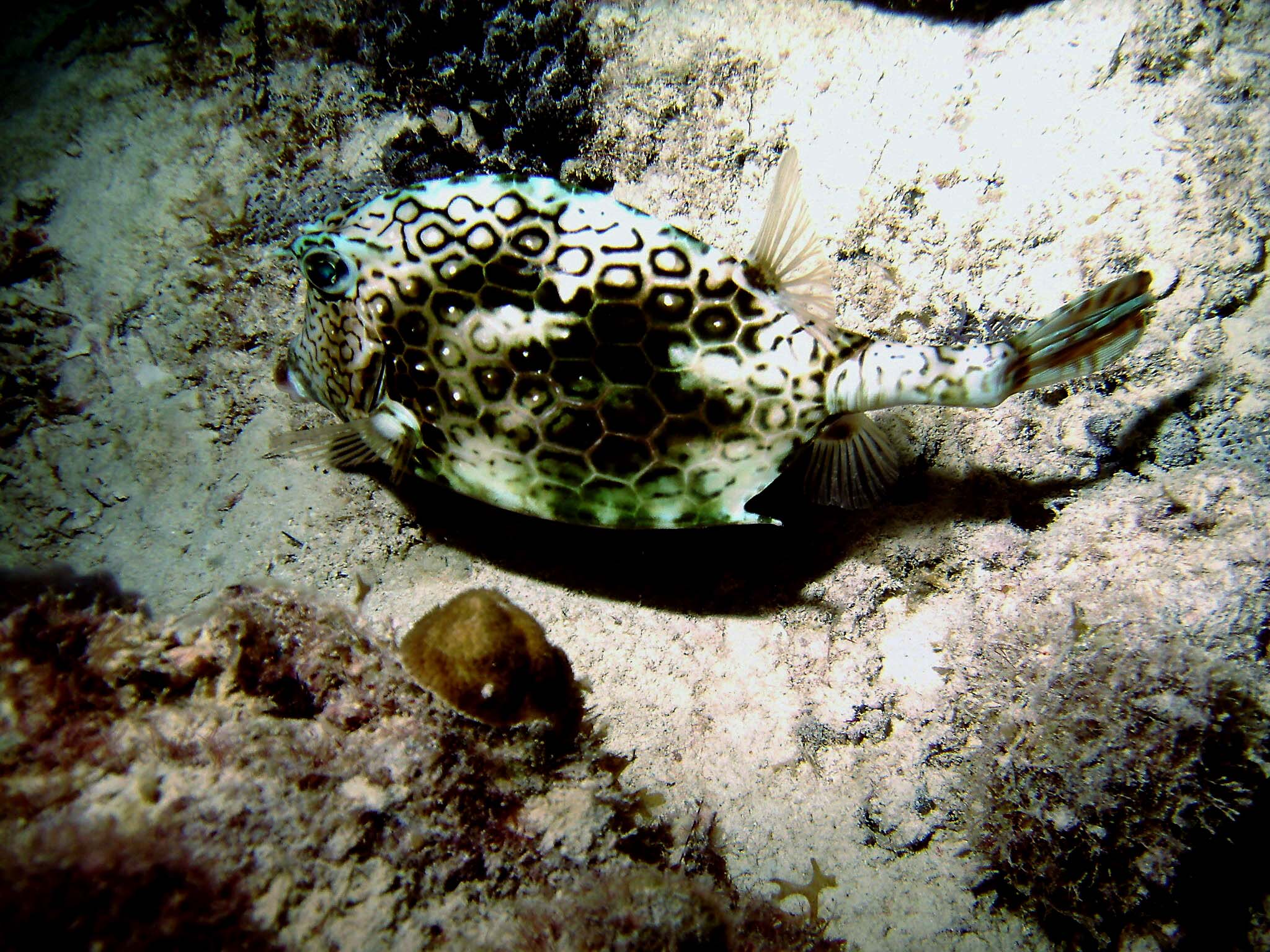 Honeycomb Cowfish