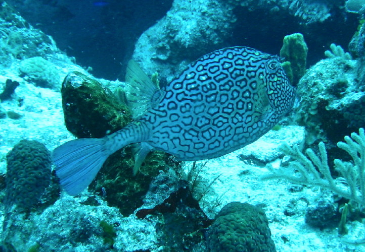 Honeycomb Cowfish