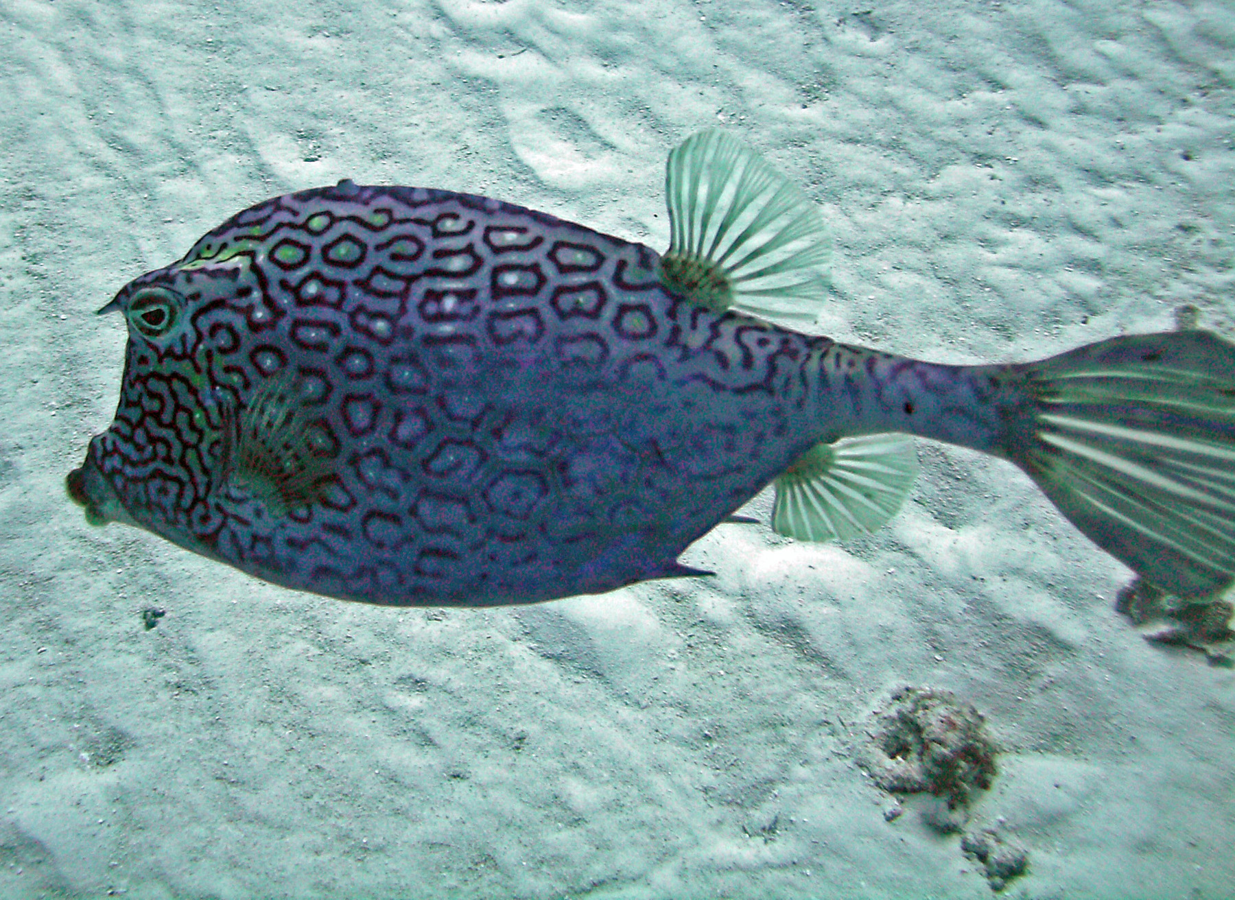 Honeycomb Cowfish