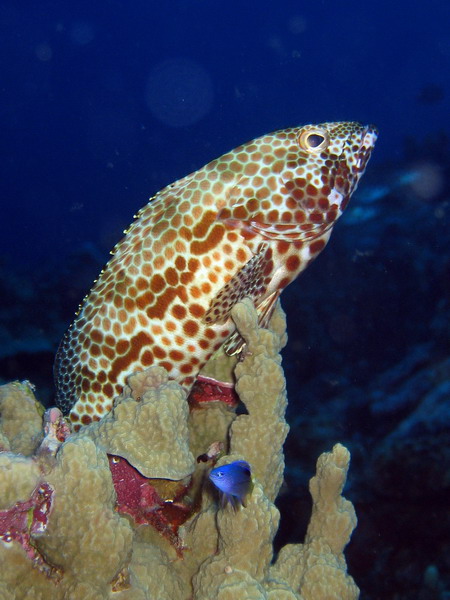 Honeycomb Grouper with Damsel