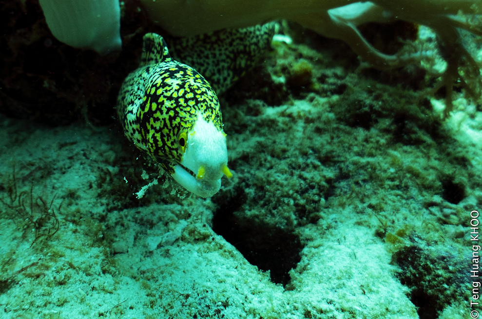 Honeycomb Moray Eel