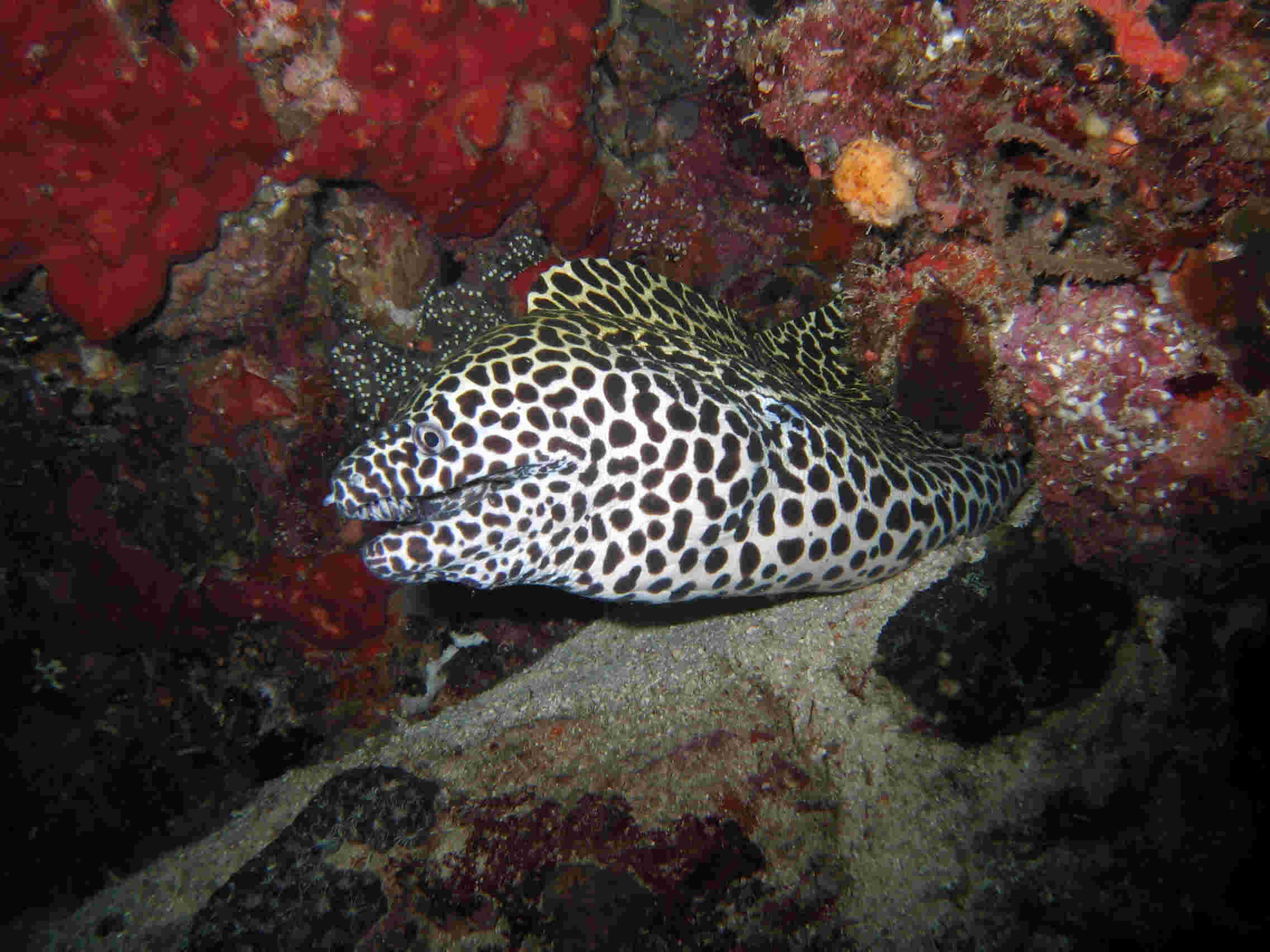 Honeycomb Moray Eel