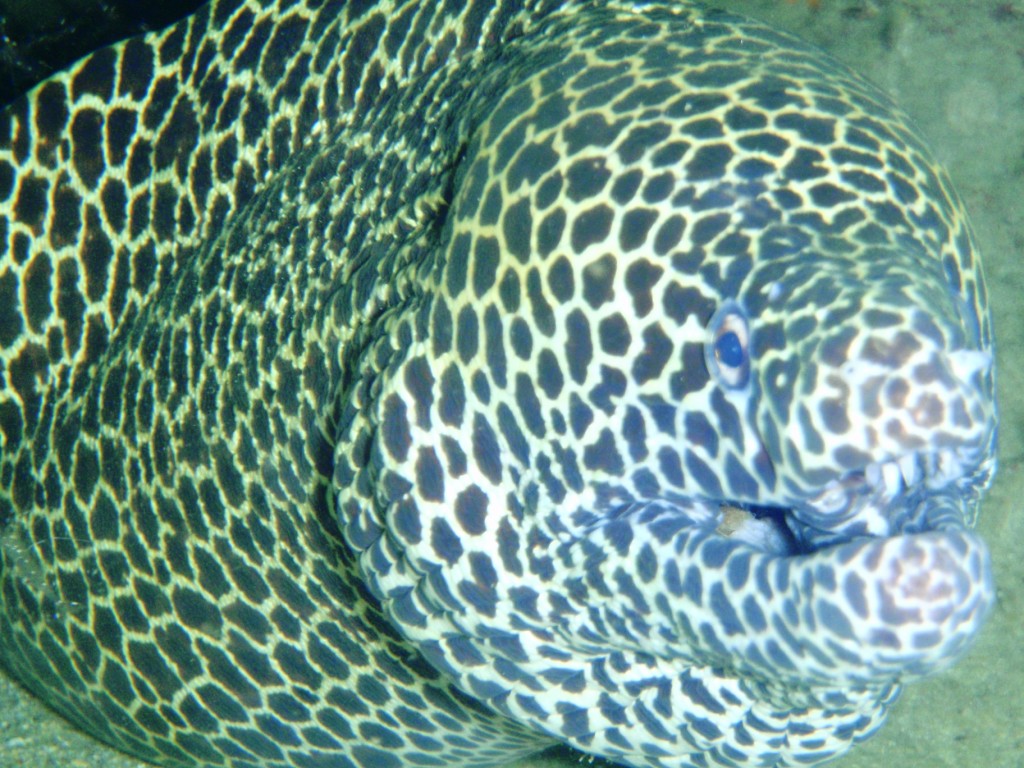 Honeycomb Moray