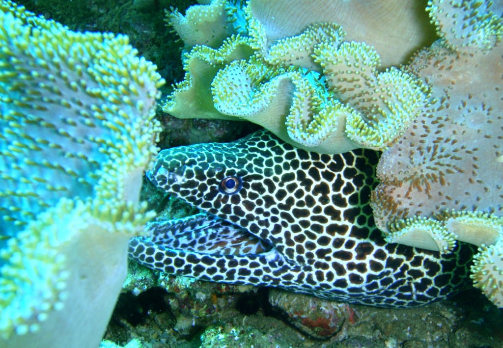 Honeycomb Moray