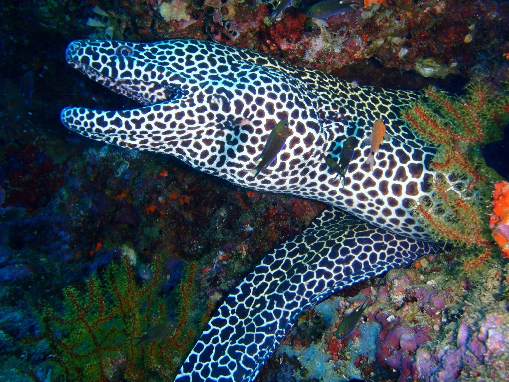 Honeycomb Moray