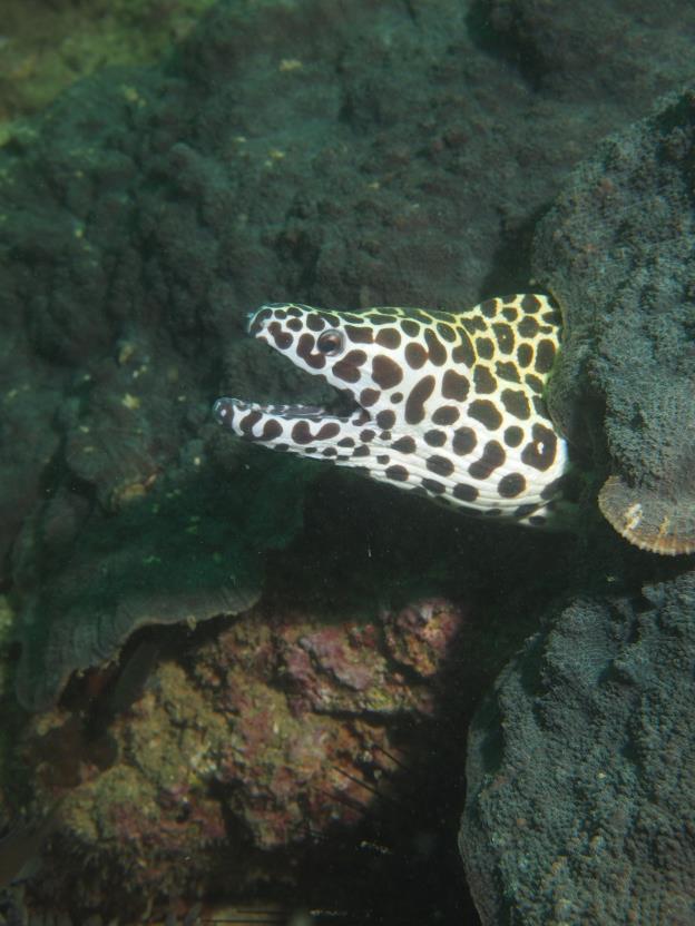 Honeycomb Moray