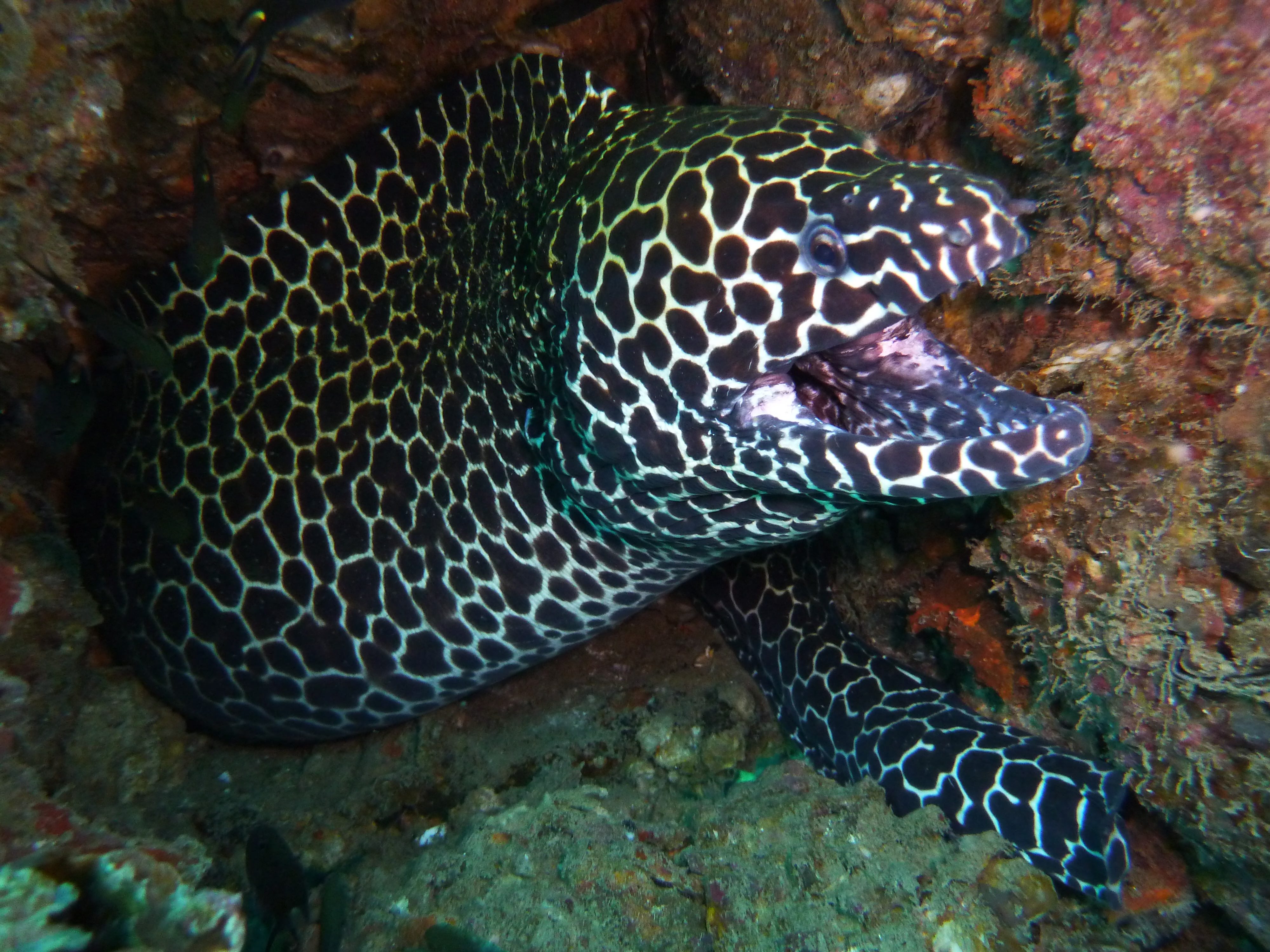 Honeycomb Moray