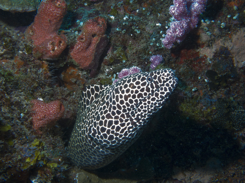 Honeycomb Moray