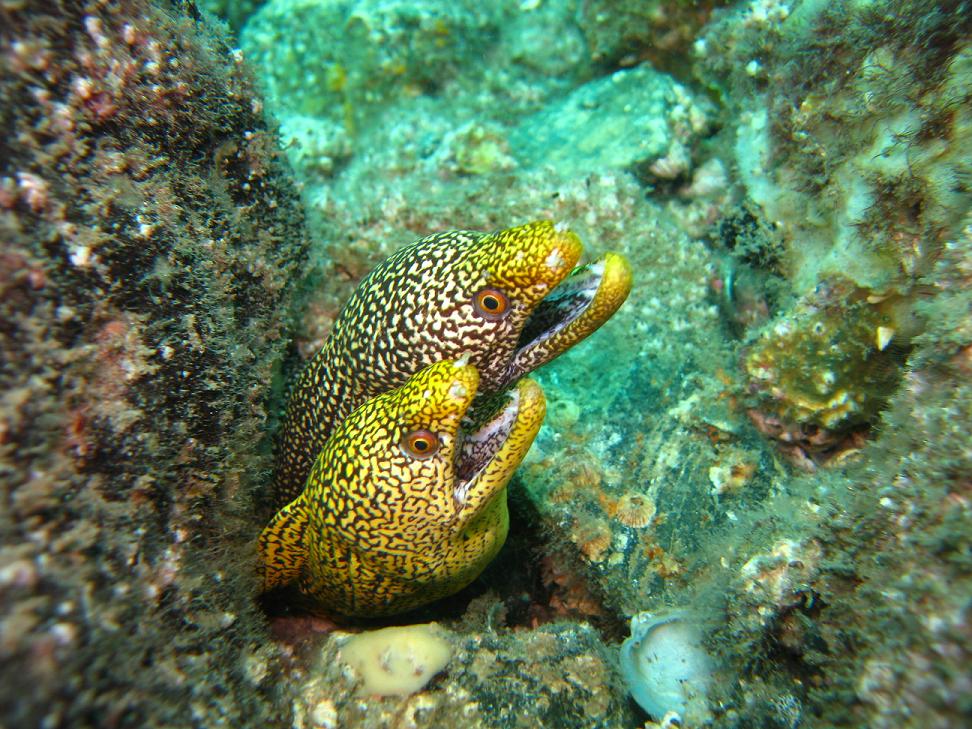 Honeycomb Morays