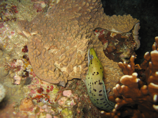 honeycomb morray eel