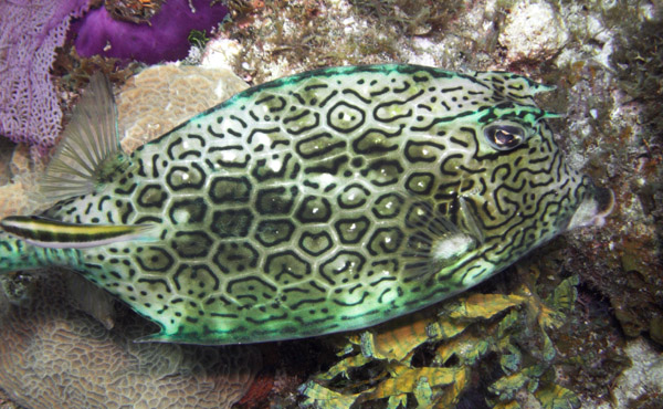 Honeycomb_Cowfish.jpg