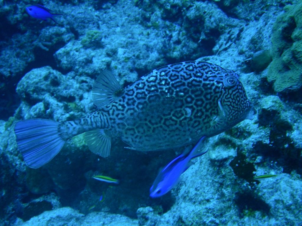 Honeycomb_Cowfish