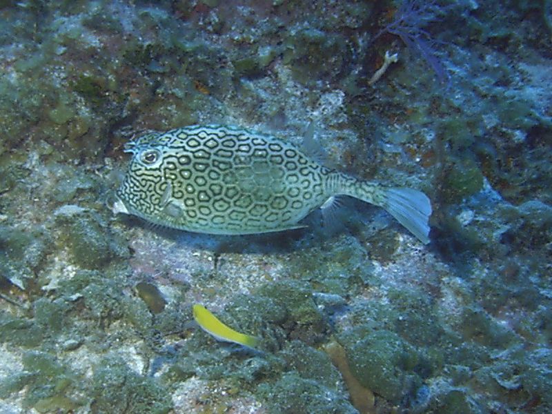 Honeycomb_Cowfish