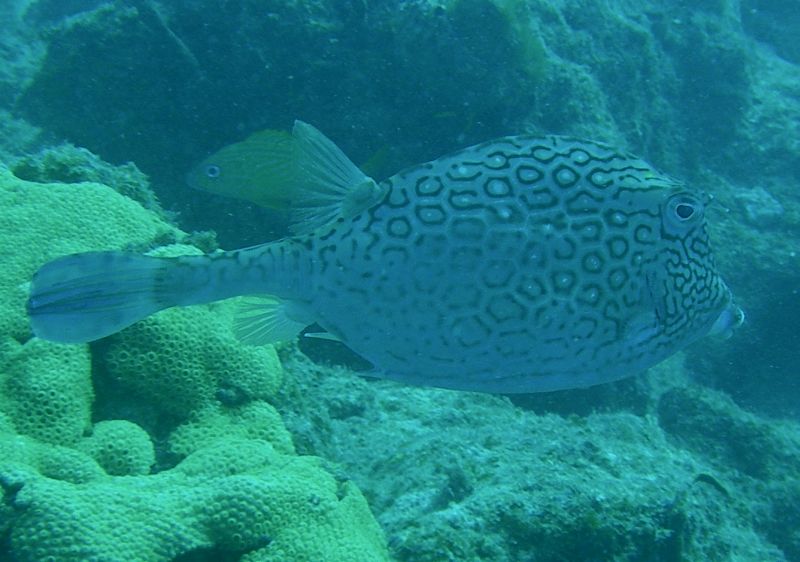 Honeycomb_Cowfish