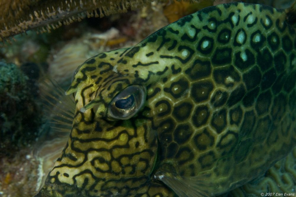 honeycomb_cowfish