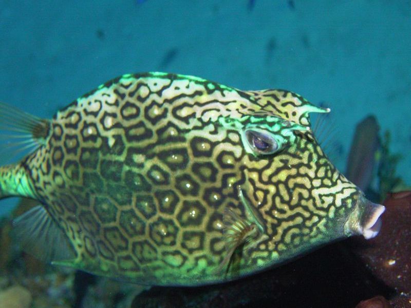 Honeycomb_Cowfish2