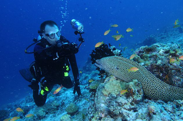 Honeycomb_Moray_Eel